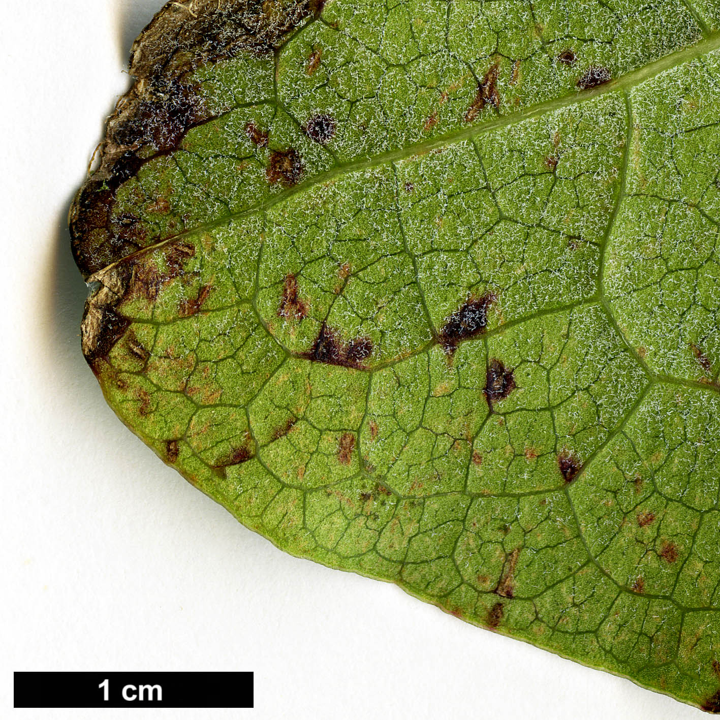 High resolution image: Family: Garryaceae - Genus: Garrya - Taxon: laurifolia - SpeciesSub: var. macrophylla High resolution image: Family: Garryaceae - Genus: Garrya - Taxon: laurifolia - SpeciesSub: var. macrophylla